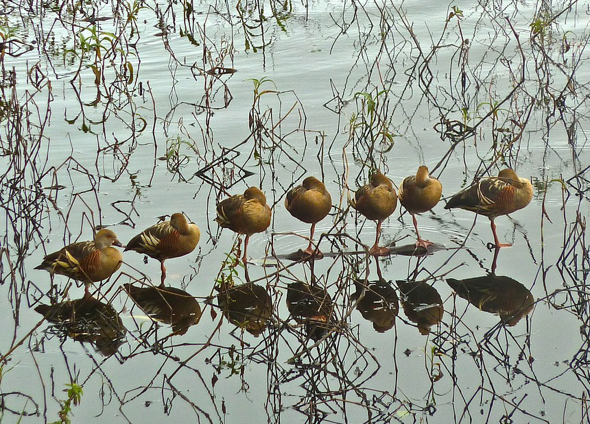 Ducks Row Polycom