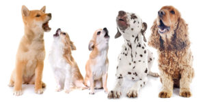 Google-Meet-Banishes-Background-noise