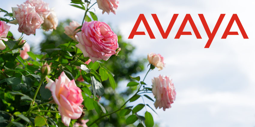 How Avaya Left its Bankruptcy Behind for a 'Bed of Roses'