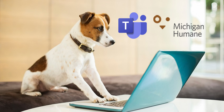 UC for Non-profits Case Study: Microsoft and Michigan Humane